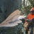 Бензопила Stihl MS 661-28" в Великих Луках