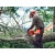 Бензопила Husqvarna 120 Mark II-16" + дополнительная цепь в Великих Луках