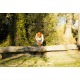 Бензопила Husqvarna 455 Rancher-15&quot; в Великих Луках